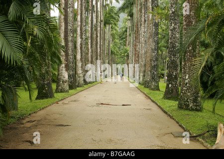 Allee der Palmen im Botanischen Garten genommen kann Rio de Janeiro Brasilien Stockfoto