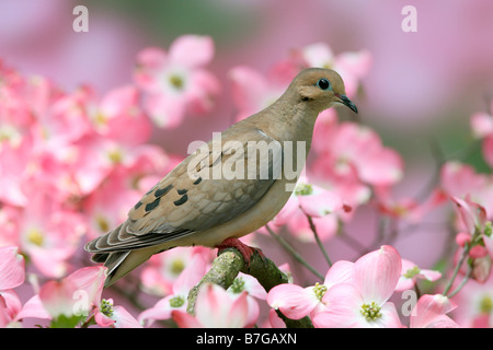 Mourning Dove in blühenden Hartriegels Stockfoto