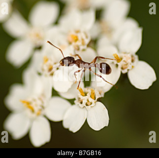 Ant auf einer Blume Stockfoto