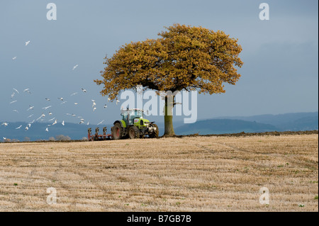 Ein Traktor Pflüge ein Feld, während von einem Schwarm von Möwen verfolgt. Stockfoto