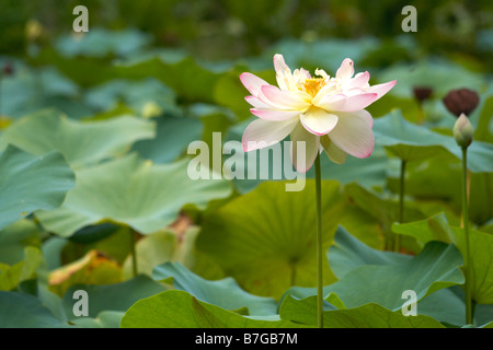 Blühenden Lotusblume in Waimea Valley, Oahu, hawaii Stockfoto