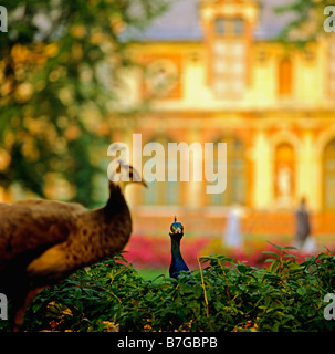 Pfauen vor Diane's Gallery Building, Chateau de Schloss Fontainebleau, Seine-et-Marne, Ile-de-France, Frankreich, Europa Stockfoto