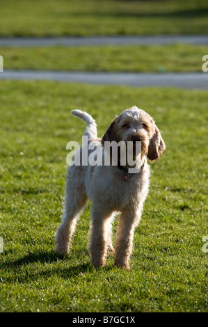 Ein italienisches Spinone Hund 4 Monate alt Stockfoto