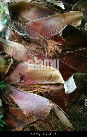 Detail der Stamm einer Palme Stockfoto