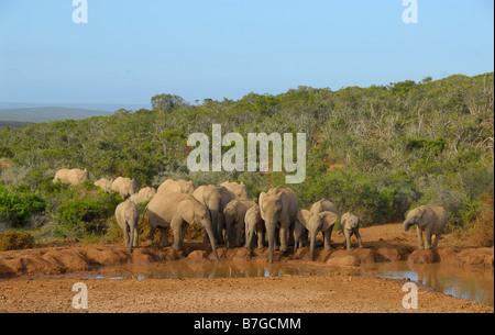 Herde von afrikanischen Elefanten Trinkwasser an Marion Baree Wasserstelle im Addo Elephant National Park, Eastern Cape, Südafrika Stockfoto