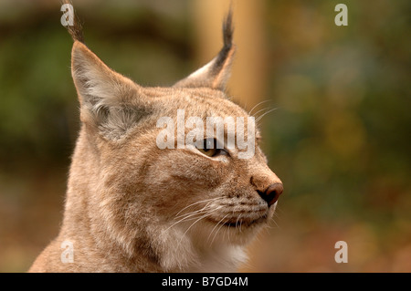 Europäische Luchs Portrait Stockfoto