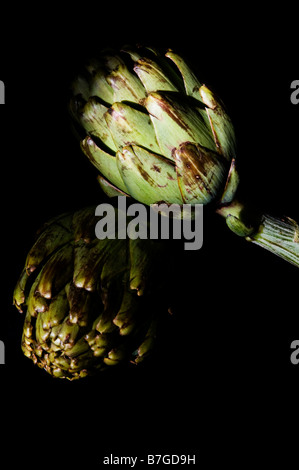 Zwei rohe Artischocken auf schwarzem Hintergrund Stockfoto