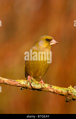 Chloris Grünfink Zuchtjahr thront auf Flechten bedeckt Zweig Stockfoto