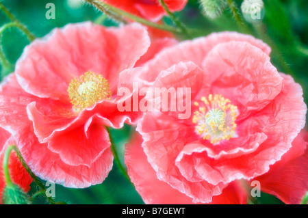 Zwei rote Shirley Mohn Blume mit weißen Rand gewellt