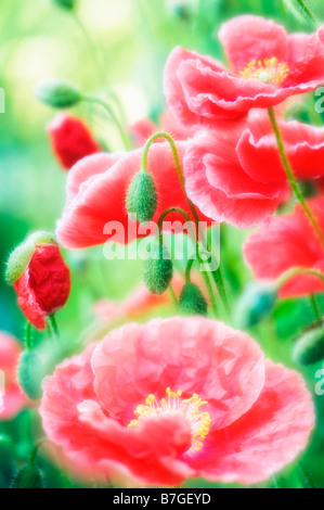 Roter Mohn Patch vollständig zu öffnen, Blüten und Knospen, grüner Hintergrund Stockfoto