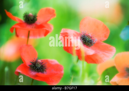 Rote Mohnblumen Trio, grünen weichen Hintergrund