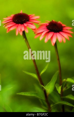 Zwei Blumen-Coral-Pink Echinacea Gänseblümchen Stockfoto