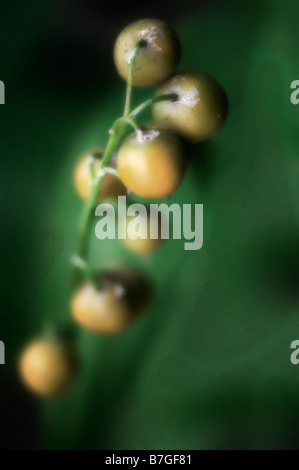 Reifen Beeren in Lily Of The Valley Blütenstand Stockfoto