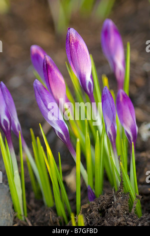 Sonnendurchflutetes Lavendel Krokus Bud Blumenbeet Stockfoto