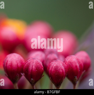 Makroaufnahme von Zier-Wolfsmilch-Blüte Stockfoto