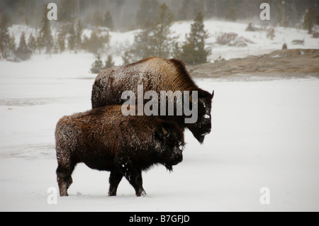 Der Yellowstone Nationalpark, Wyoming, USA. Stockfoto