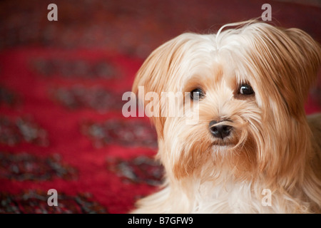 Yorkshire Terrier Welpen mit roten Hintergrund Stockfoto