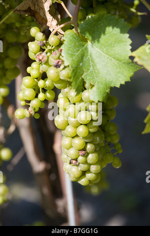 Neuer Wein Reifen für die Ernte. Ein Cluster von grünen Trauben hängt stark am Rebstock Stockfoto