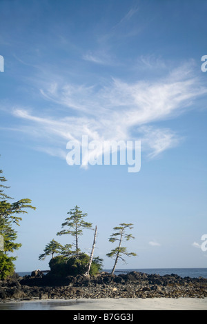 BRITISH COLUMBIA Bäume auf einem felsigen Punkt zwischen Nissen Bight und Fischer Bay entlang der North Coast Trail auf Vancouver Island. Stockfoto