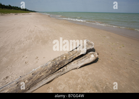 Fichtenwald Strand mit Treibholz: ein weiten leerer Sandstrand im Park dominiert ein großes Stück des grauen Treibholz Stockfoto