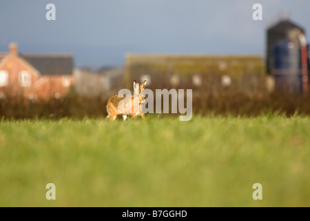 Brown-Feldhase (Lepus Europaeus) Stockfoto