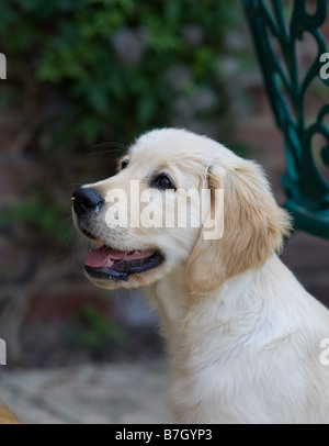 Trickett Golden Retriever männlichen Welpen 3 Monate alt Yorkbeach Sandkasten sitzen aufmerksam auf Terrasse Stockfoto