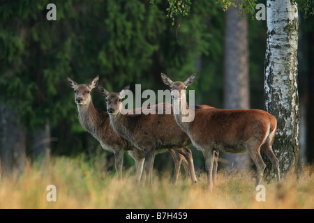 Rothirsch (Cervus Elaphus), eine Gruppe von Weibchen (Hirschkühe) Stockfoto