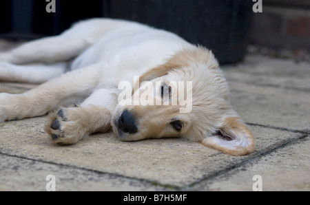 Trickett Golden Retriever männlichen Welpen 3 Monate, die alt Yorkbeach Sandkasten auf den Schatten der Terrasse an einem heißen Sommertag flüchtet. Stockfoto