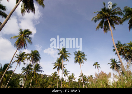 Kokosnuss-Palmen auf Ko Chang Insel, Thailand Stockfoto