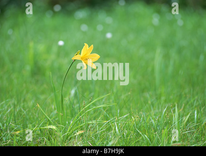 Taglilien Stockfoto