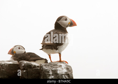 Papageitaucher Fratercula Arctica, Farne Islands, UK Stockfoto