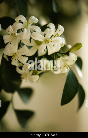 Weiße duftende Blüten von Murraya Paniculata. Orange Jessamine Stockfoto