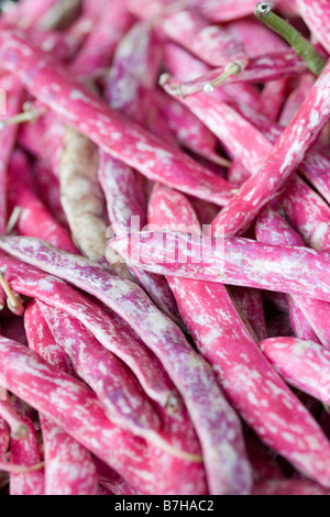 Rot und lila gesprenkelt Barlotti Bohnen zum Verkauf an einen Obst und Gemüse Stall in Florenz, Italien. Stockfoto