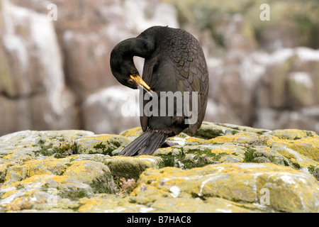 Shag, Phalacrocorax Aristotelis, putzen. Farne Islands, UK Stockfoto