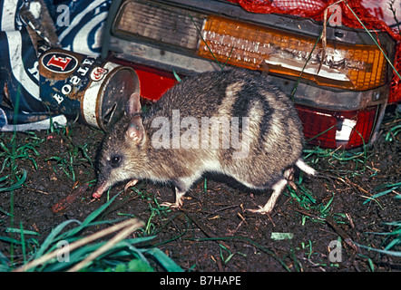 Eastern Barred Bandicoot (Perameles Gunnii) - Hamilton, Victoria Australien Stockfoto