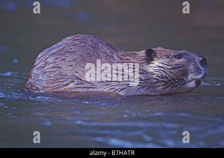 Biber (Castor Canadensis) Schwimmen im Stream - Colorado Stockfoto