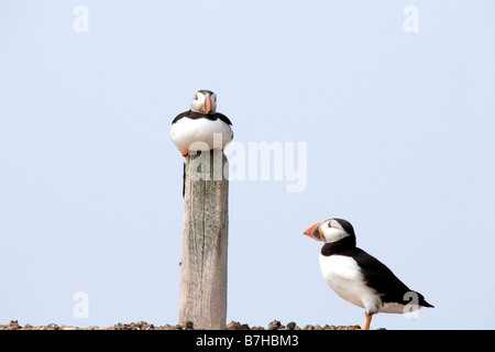 Papageitaucher Fratercula Arctica. Farne Islands, UK Stockfoto