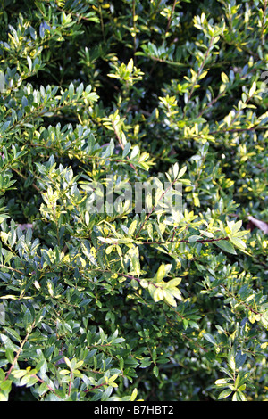 ILEX CRENATA VARIEGATA Stockfoto