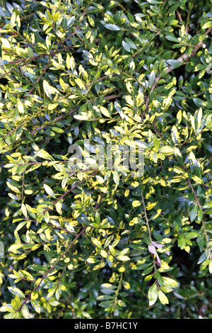 ILEX CRENATA VARIEGATA Stockfoto