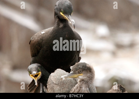 Shag, Phalacrocorax Aristotelis, mit jungen. Farne Islands, UK Stockfoto