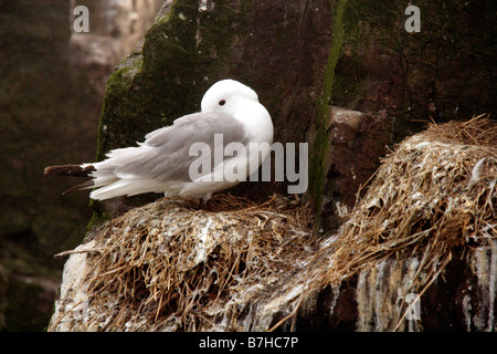 Dreizehenmöwe, Rissa Tridactyla, Farne Islands, UK Stockfoto