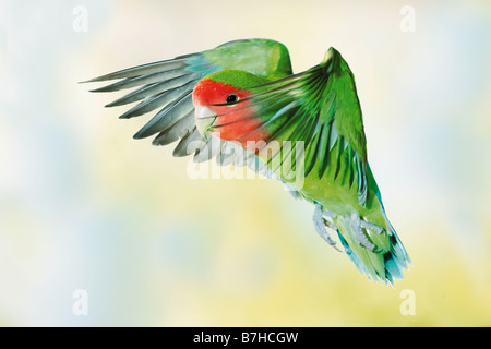 Pfirsich-faced Lovebird / Agapornis Roseicollis Stockfoto