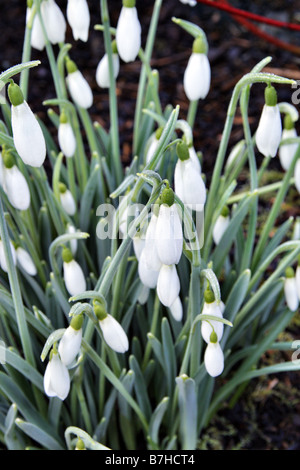 GALANTHUS ATKINSII AGM Stockfoto