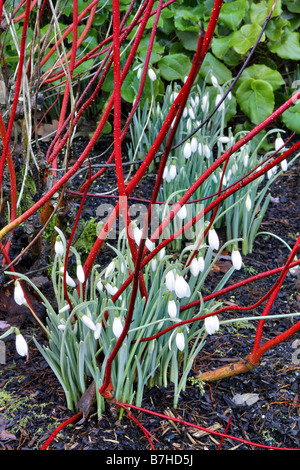 GALANTHUS ATKINSII AGM MIT CORNUS ALBA SIBIRICA AGM Stockfoto