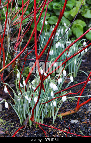 GALANTHUS ATKINSII AGM MIT CORNUS ALBA SIBIRICA AGM Stockfoto