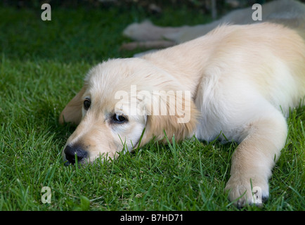 Trickett Golden Retriever männlichen Welpen liegt 3 Monate alten Yorkbeach Sandkasten auf dem Rasen an einem heißen Tag Stockfoto