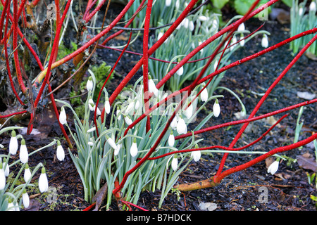 GALANTHUS ATKINSII AGM MIT CORNUS ALBA SIBIRICA AGM Stockfoto