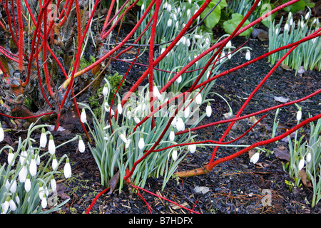 GALANTHUS ATKINSII AGM MIT CORNUS ALBA SIBIRICA AGM Stockfoto