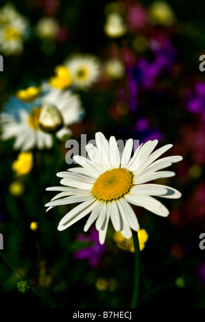 Gemeinsamen Gänseblümchen (Bellis Perennis) in einer Umgebung von Sommerwiese Stockfoto