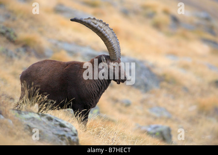 Alpensteinbock (Capra Ibex), Männchen mit langen Hörnern steht an einem Hang Stockfoto